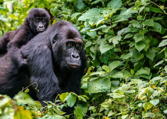 8 days gorill trekking virunga & okapi