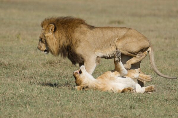 Olpegeta Conservancy is home to the big 5