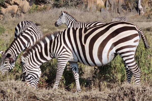 Zebras in Hells Gate National Park