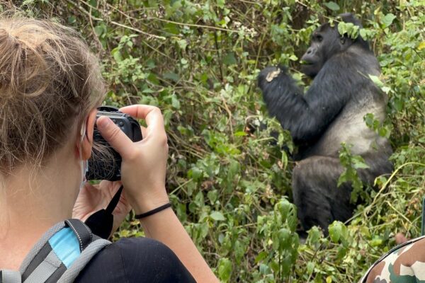 6 days Congo gorilla trekking safari & habituation in Kahuzi Biega national park