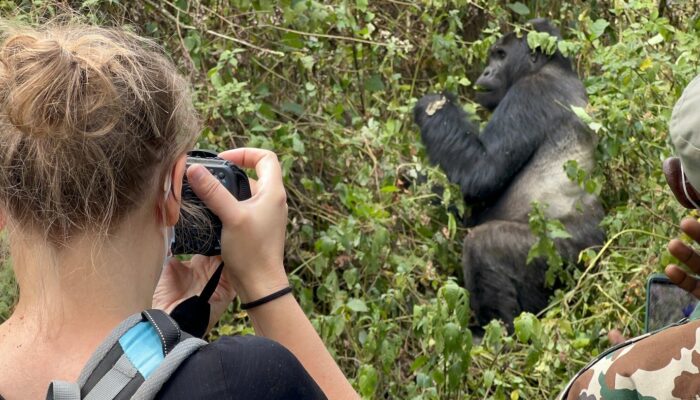 6 days Congo gorilla trekking safari & habituation in Kahuzi Biega national park