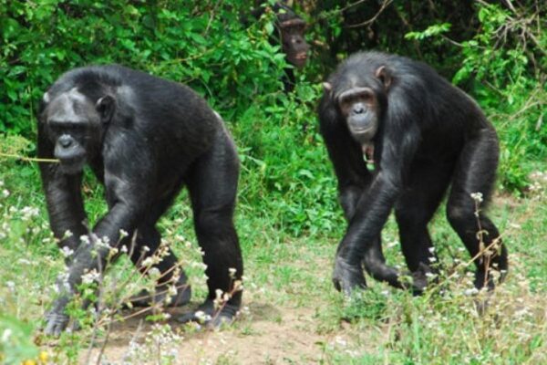 Chimpanzees in Sweetwaters sanctuary in Olpegeta Conservancy Kenya