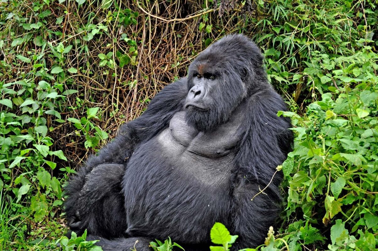 3 Days Mountain Gorilla trekking-Virunga National Park-Congo Safaris