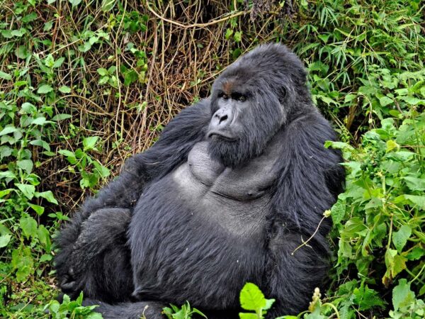 3 Days Mountain Gorilla trekking-Virunga National Park-Congo Safaris