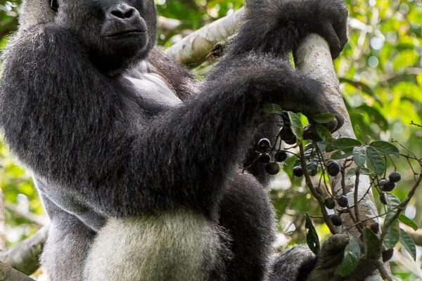 western lowland gorillas in odzala national park