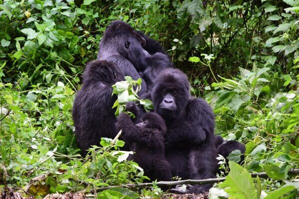 3 days Eastern Lowland Gorilla Trekking Safari Africa