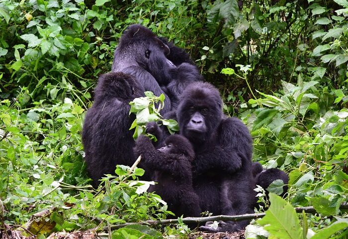 3 days Eastern Lowland Gorilla Trekking Safari Africa