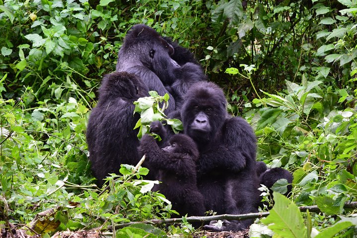 3 days Eastern Lowland Gorilla Trekking Safari