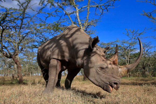 Loisaba Conservancy (Laikipia)