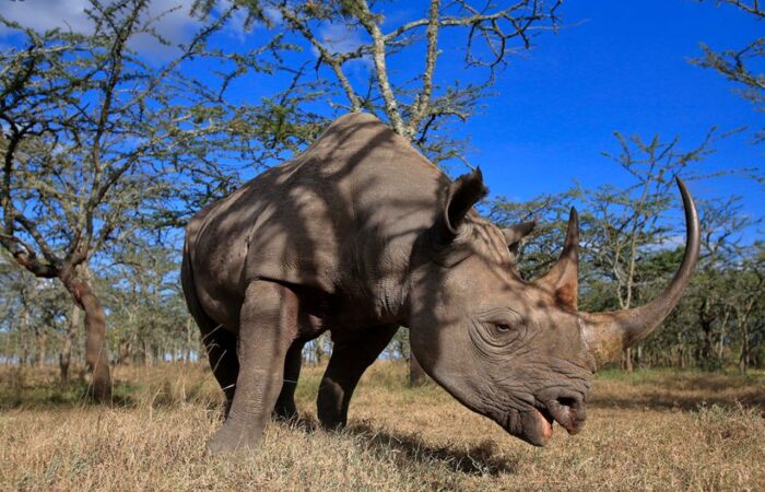 Black_rhino-loisaba Loisaba Conservancy (Laikipia)