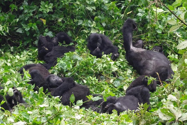 Virunga National Park-best time to visit