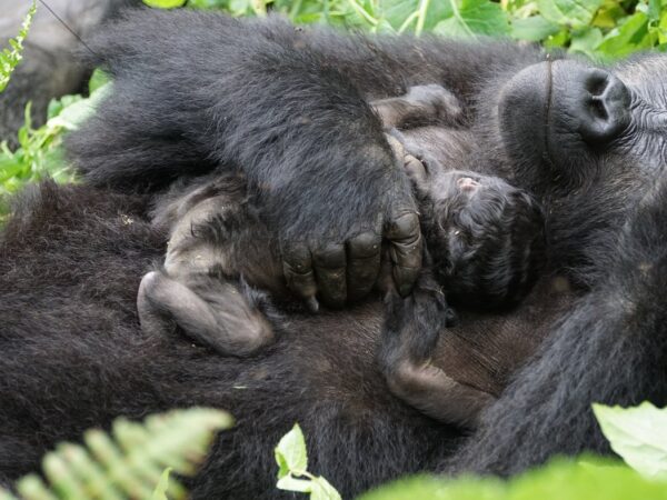 Best time to visit Kahuzi Biega National Park in Congo