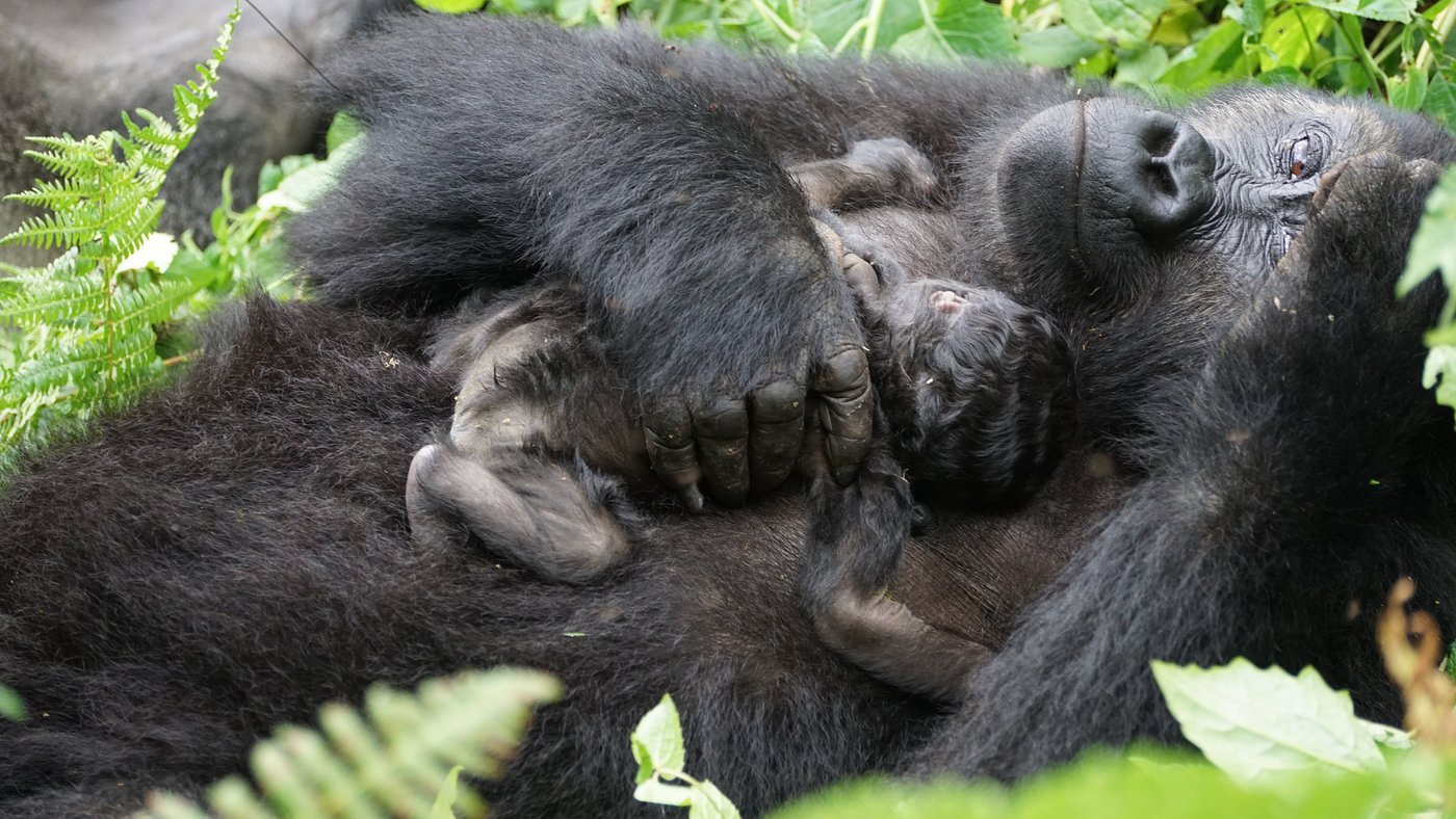 Best time to visit Kahuzi Biega National Park in Congo