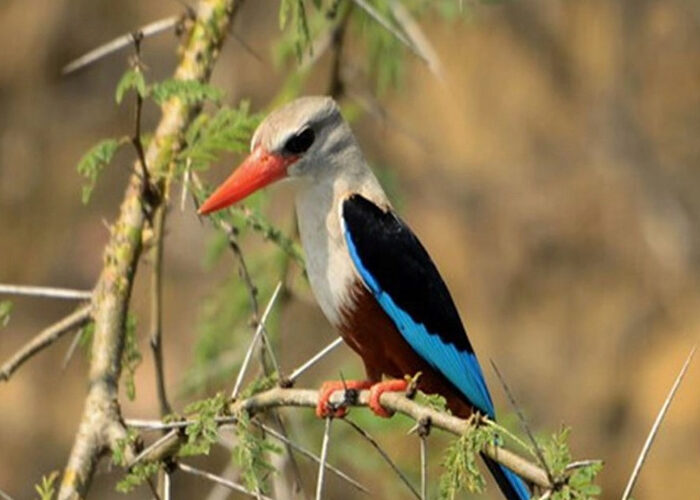 birding in Virunga