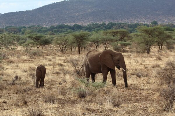 Buffalo Springs National Reserve Kenya