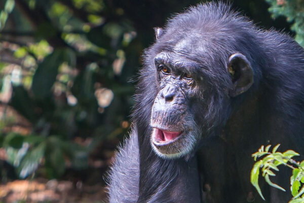 3 days Chimpanzee trekking-tracking in Kibira national Park Burundi safaris