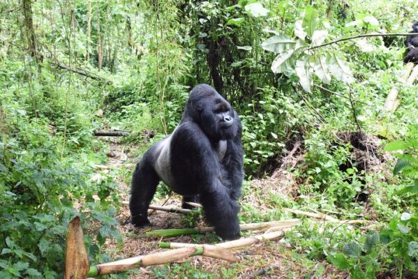 5 days double Congo Gorilla Trekking Safari In Virunga National Park & Kahuzi Biega National Park