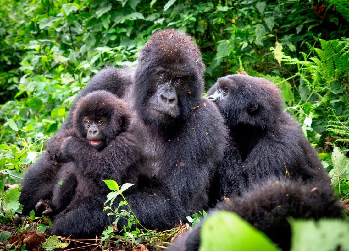 5 days Virunga and Nyungwe Safari(gorilla trekking & chimpanzee tracking)