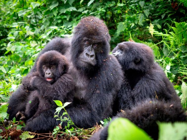 5 days Virunga and Nyungwe Safari(gorilla trekking & chimpanzee tracking)