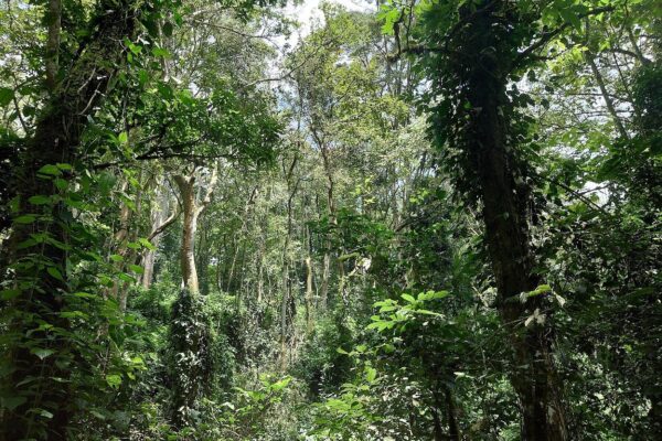 Kakamega Forest National Reserve