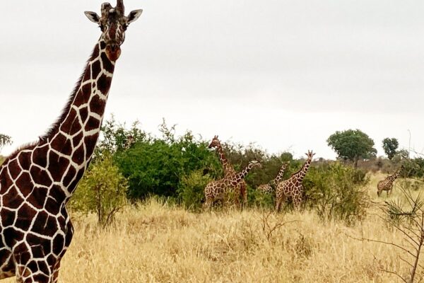 Meru national Park