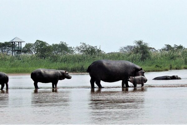 7 days in Burundi Wildlife Safari & Tours