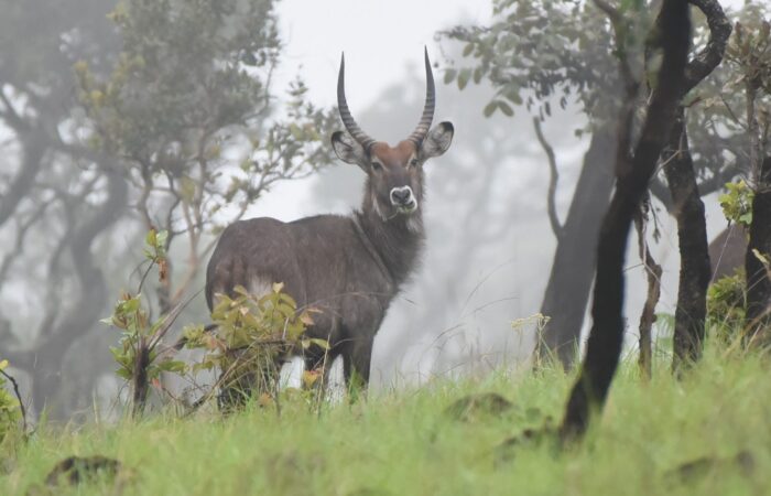 Ruvubu National Park