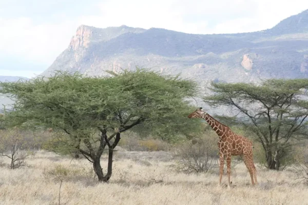 Shaba National Park