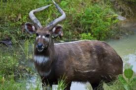 sitatunga in saiwa swamp