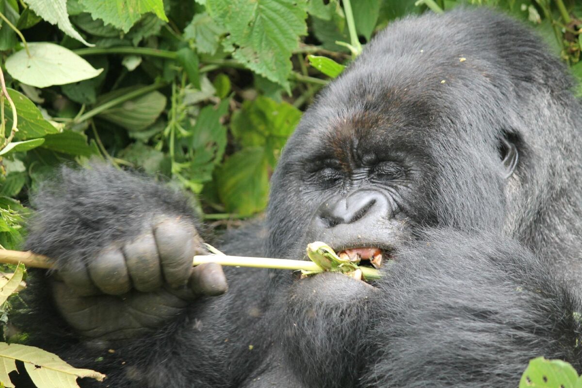 4 days Virunga gorilla trekking and Nyiragongo hiking safari