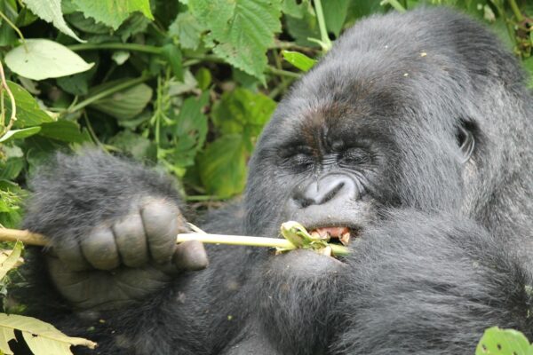 4 days Virunga gorilla trekking and Nyiragongo hiking safari