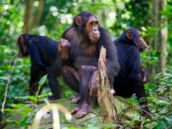 Chimpanzee trekking tours and Safaris in tanzania
