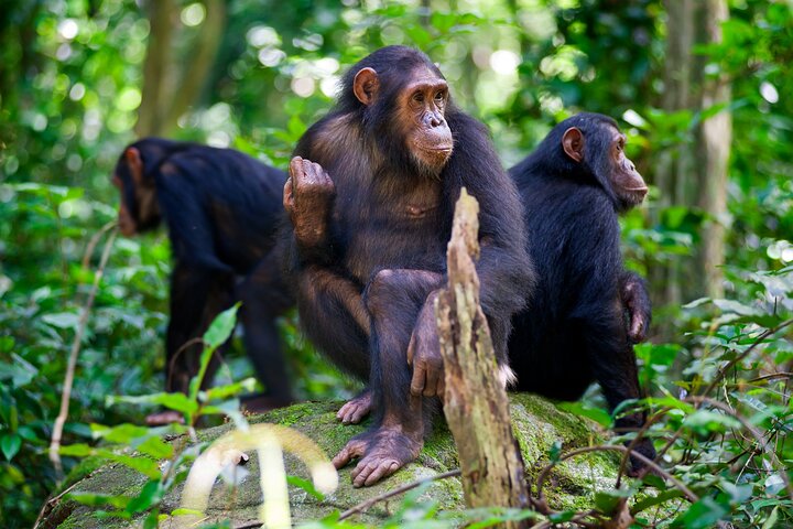 Chimpanzee trekking tours and Safaris in tanzania