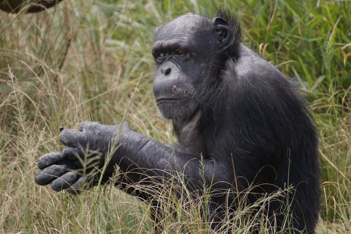 Chimpanzee trekking & tracking in Virunga National Park Congo