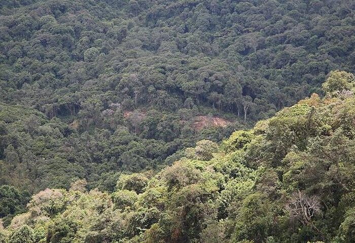 Gishwati National Park Rwanda