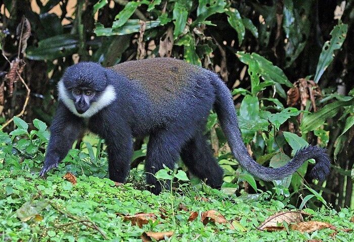 Gishwati Mukura National Park