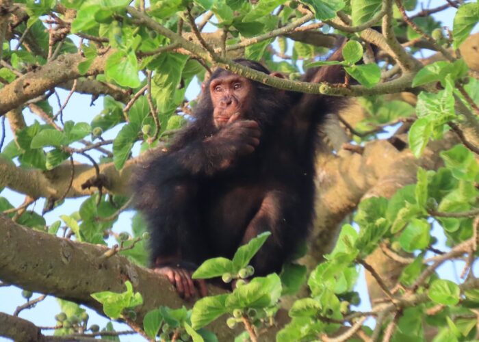 juvenile Chimp at Kyambura Wildlife Reserve