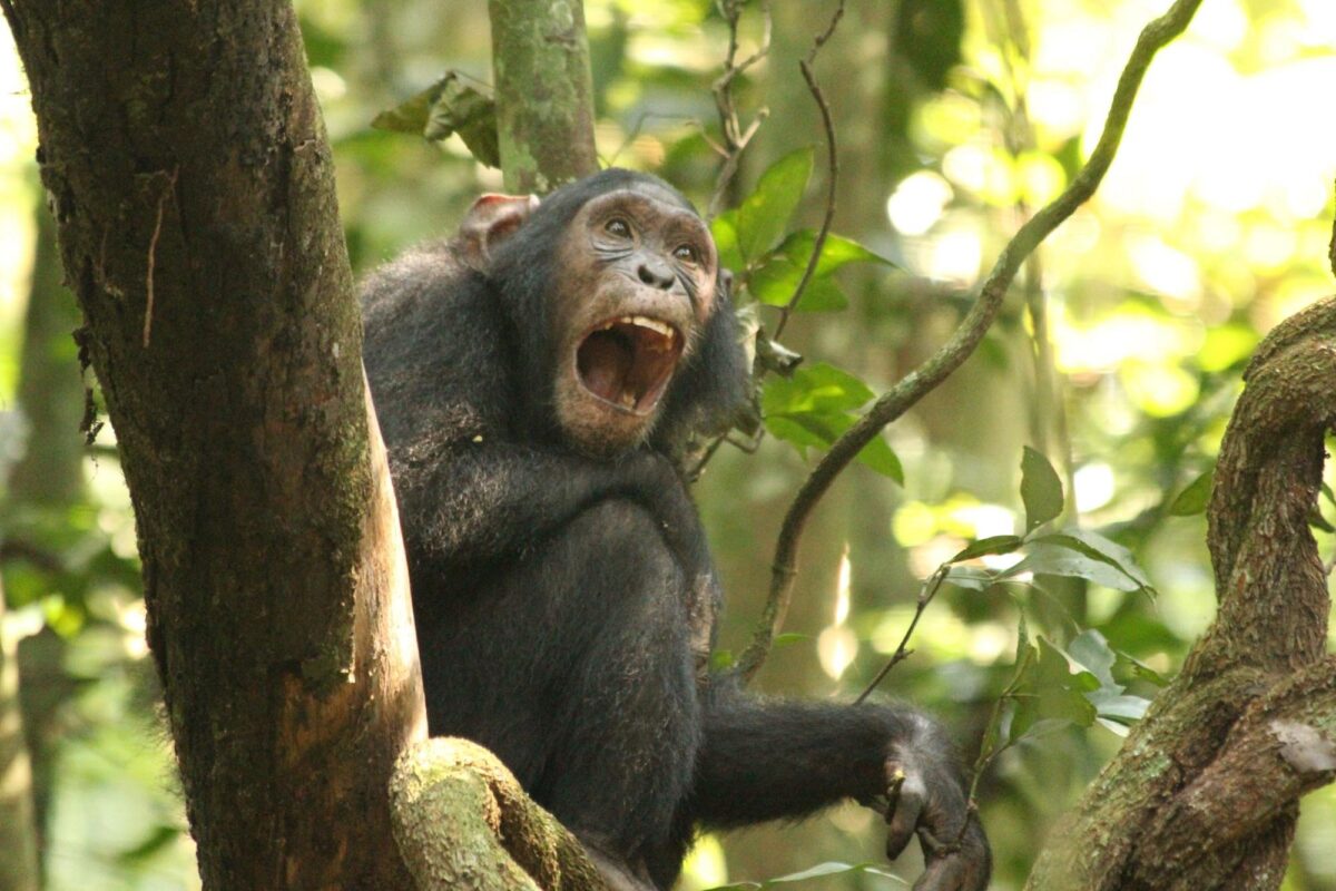 Kibale Forest National Park- 14 days Uganda and Rwanda safari Itinerary, 2 week(s) tour to Volcanoes National Park, Bwindi Impenetrable National Park, Murchison Falls National Park, Queen Elizabeth National Park, Nyungwe National Park, Akagera