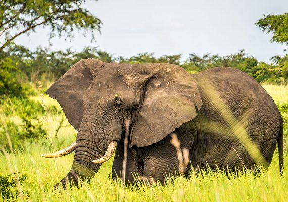 Kwaboya National Reserve