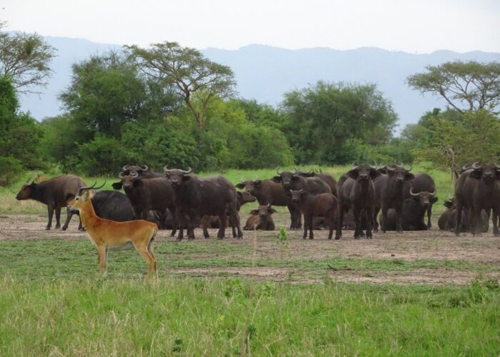 Toro-semliki National Reserve