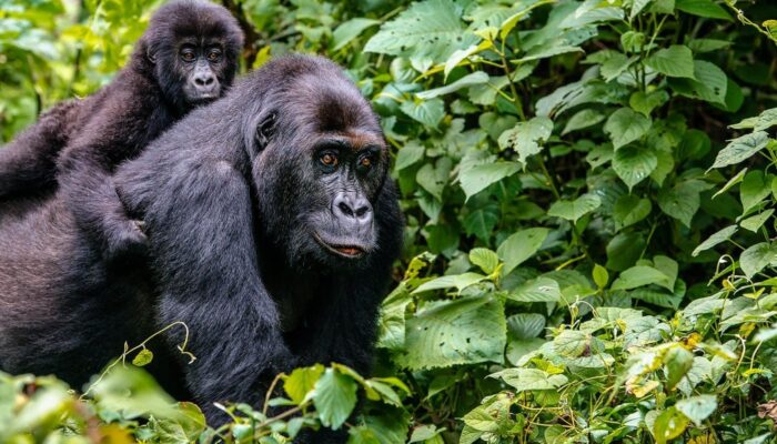 Kwita Izina the Rwanda traditional gorilla naming ceremony