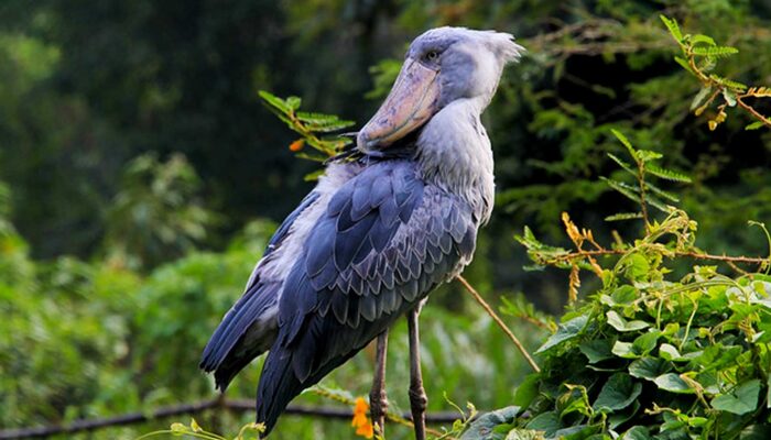 Birding In Marsh