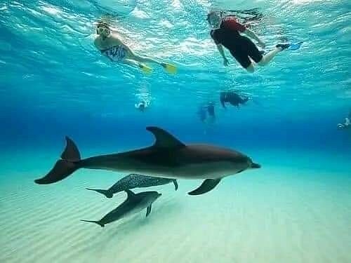 snorkeling-at-mnemba