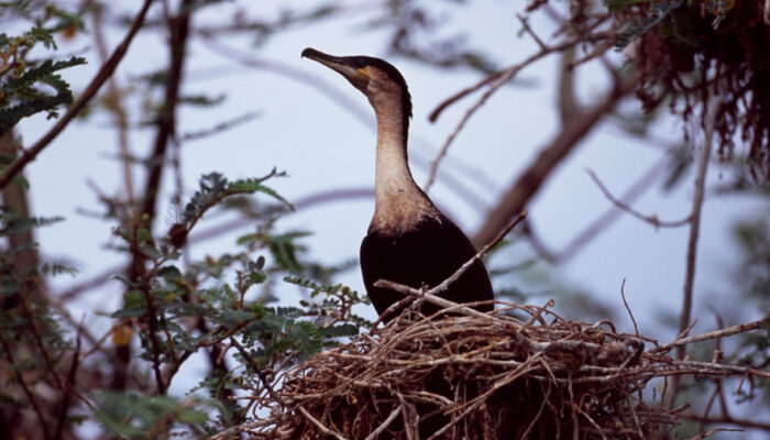 Birding(Bird Watching in Rwanda) Volcanoes national Park Rwanda