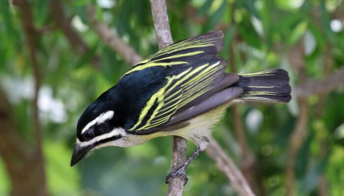 Birding in Nyungwe Forest