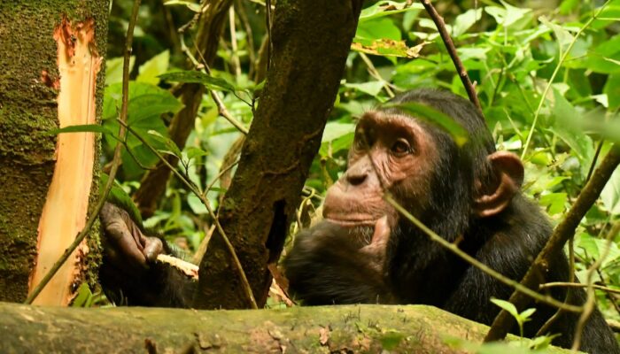 chimpanzees