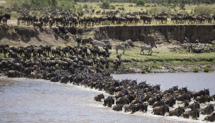 Luxury Safaris Tanzania-How Much does a Tanzania Safari Cost?