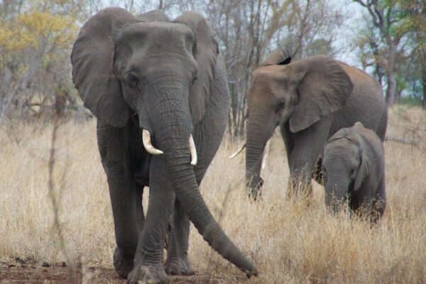 Saadani National Park-4 days Tanzania safari & Beach 