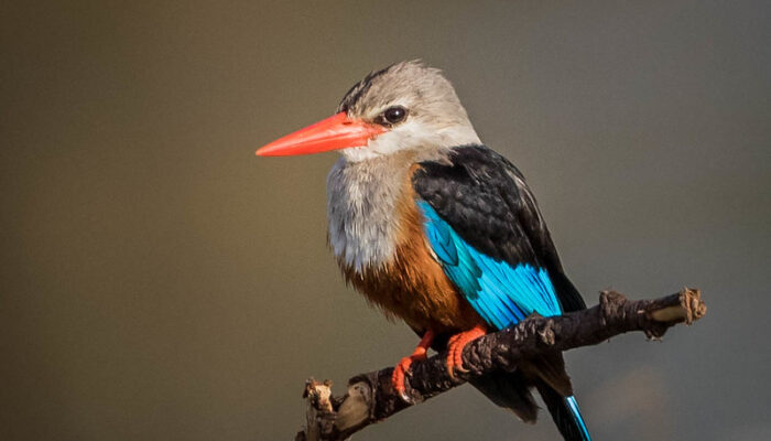 6 Days Tanzania Bird Watching Safari