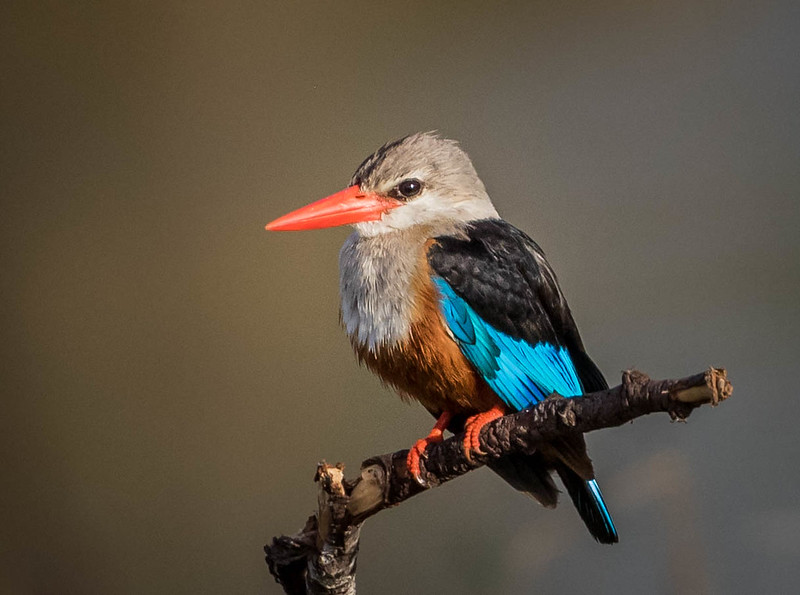 6 Days Tanzania Bird Watching Safari